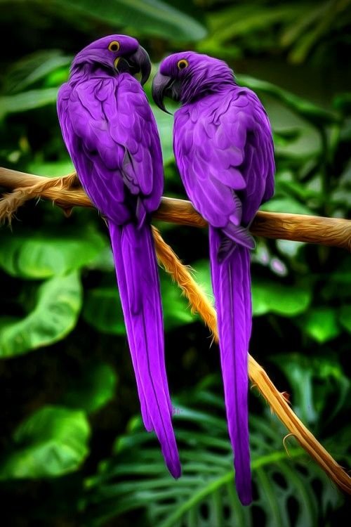 36988bbff18e90b1f6eabee035e3b264--purple-colors-purple-bird.jpg