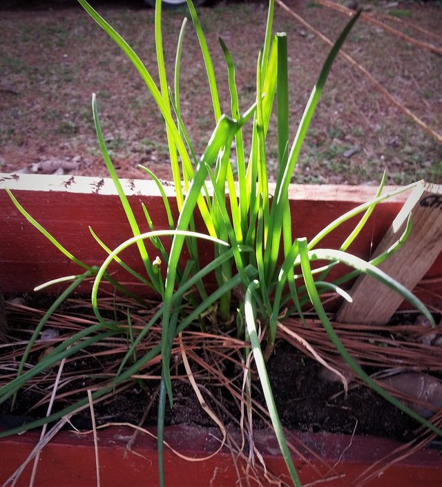 Chive Rescue ants in the soil.jpg