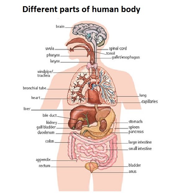 human-body-anatomy-chart-latest-collection-anterior-view-gastrointestinal-respiratory-cardiovascular-excretory-major-organ-system-ilustration.jpg