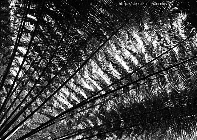 ferns-02-bw.jpg