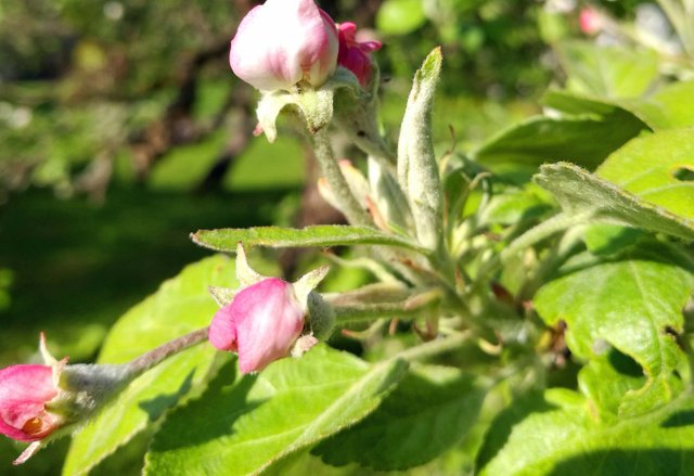 Beautiful Apple tree Blossoms  Photography in Steemit Blog