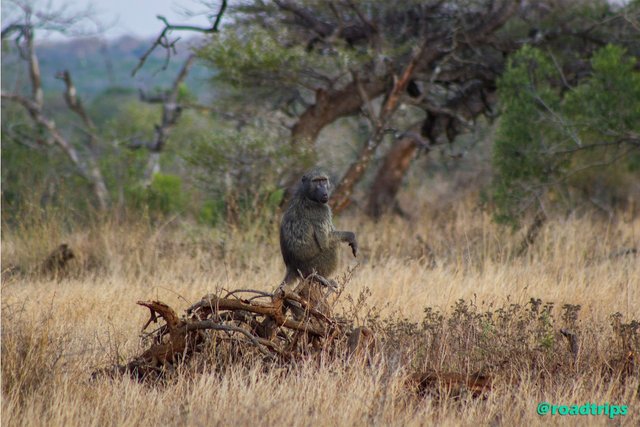Baboon.jpg