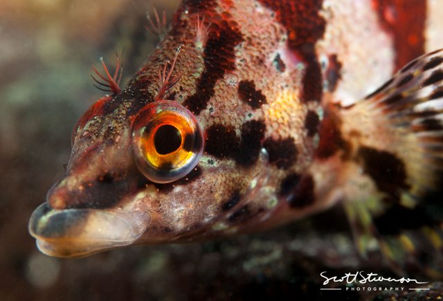 Painted Greenling-1.jpg