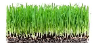 wheat grass plant.jpg