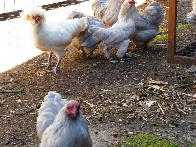 april25chickens.jpg