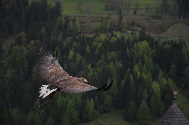 adler-bird-bird-of-prey-raptor-56865.jpeg