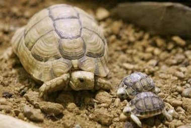 Egyptian-Tortoise-adult-scale.jpg