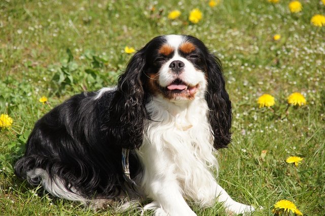 Cavalier King Charles Spaniel.jpg