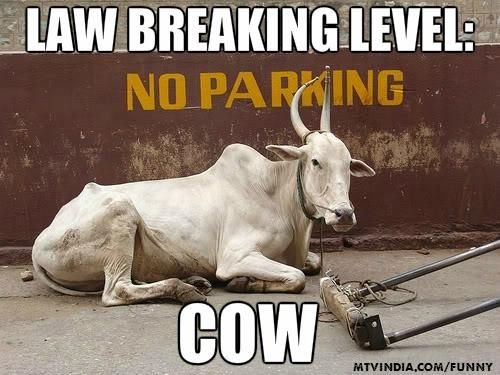 Law Breaker Cow 2.jpg