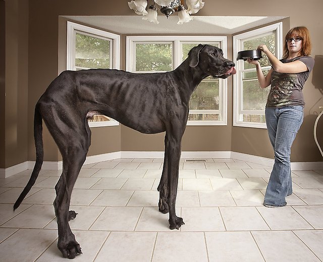 the-biggest-dogs-on-earth-2.jpg