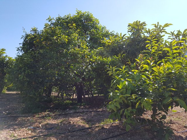 20180403_151052.jpg