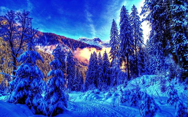 snow-trees-winter-landscapes-hdr-photography-nordic-1920x1200-wallpaper-571941.jpg