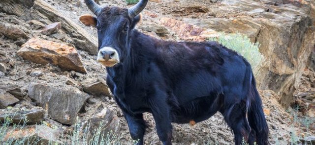 Yak + Domestic Cattle = Dzo.jpg