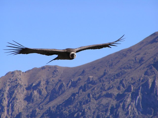 Condor_flying_over_Colca_Canyon_-_panoramio.jpg