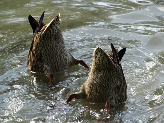 ducks-439970_960_720.jpg