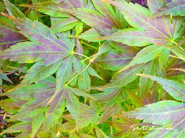 Leaves-1.jpg