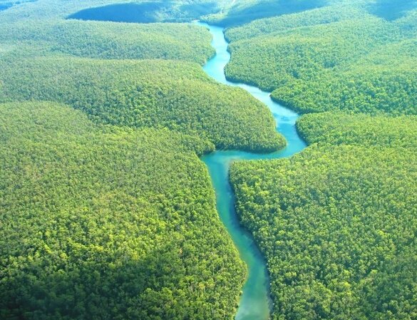 amazon-rainforest-1.jpg