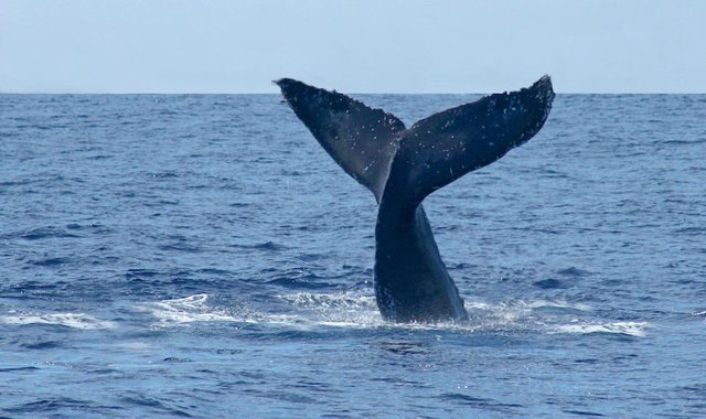 Humpback-Whale-fluke-tail copy.jpg