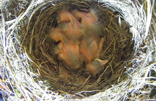 blackbird chicks x 4 small (2015_09_28 11_13_35 UTC).jpg