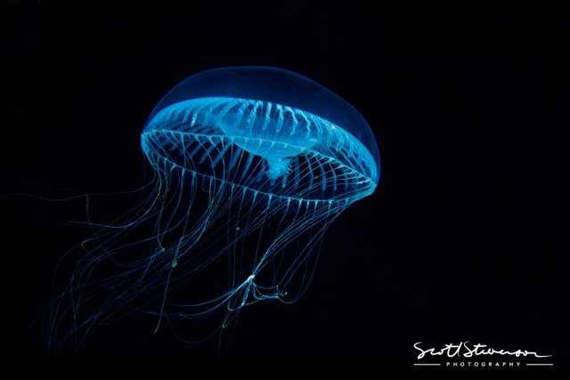 Water Jelly-1.jpg