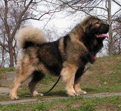 dogs used to hunt bears