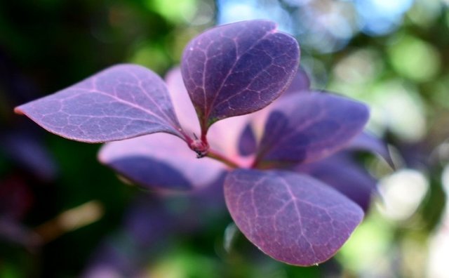 Purple leaf.JPG