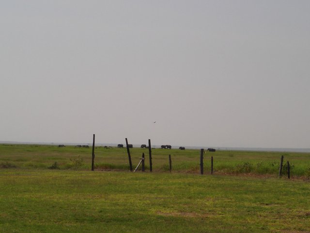 View from cottage over Amboseli plains.jpg