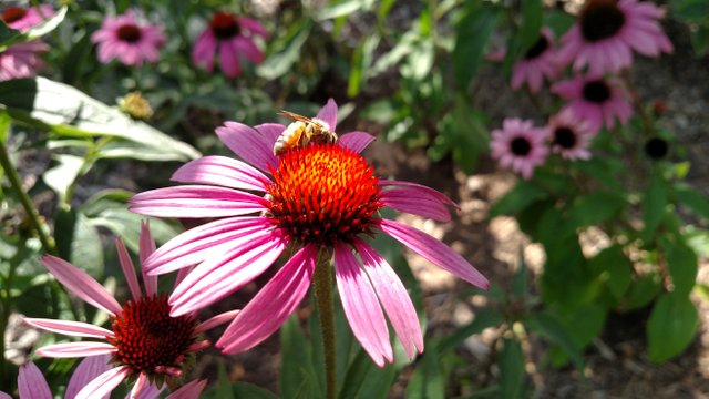IMG_20170725_152156087.jpg