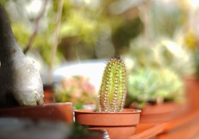 cactus baby bokeh pentacon 2.jpg