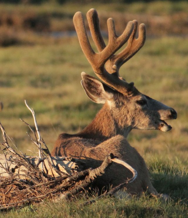 tuol mule buck.jpg