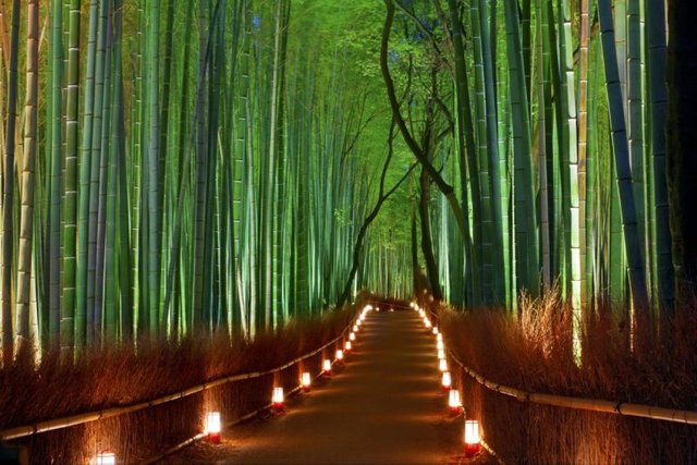 Bamboo-Forest.-Japan-768x512.jpg