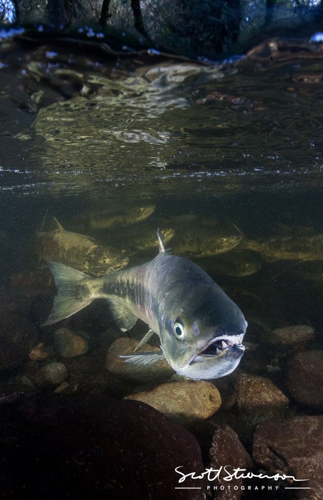 Chum Salmon-8.jpg