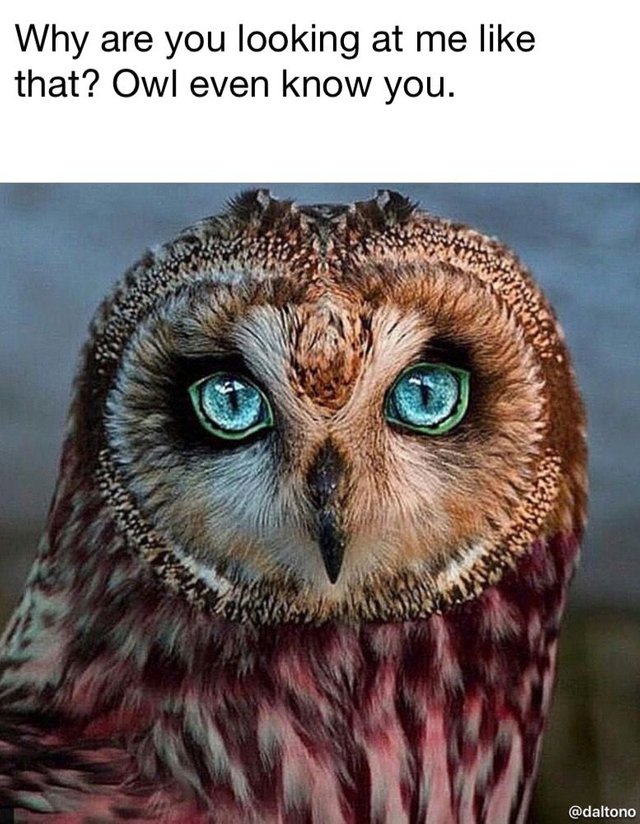 owl-look-meme.JPG