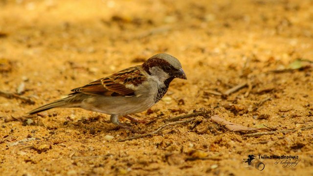 housesparrow.jpg