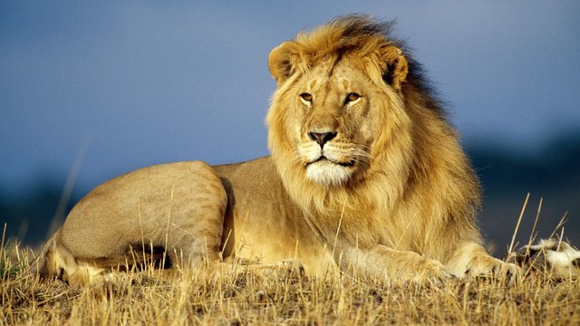 african-lion-national-geographic-wallpapers-wallpaper-male-photos-media-images-pictures-animals-cat.jpg