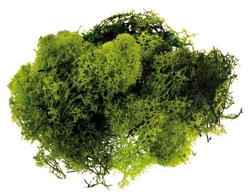 Reindeer Moss.jpg