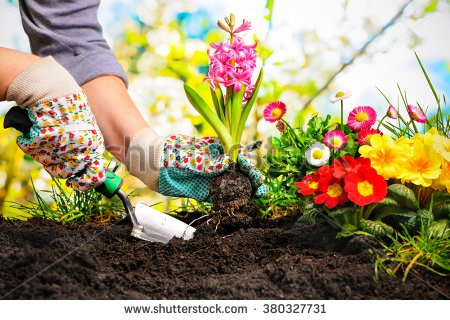 stock-photo-gardeners-hands-planting-flowers-at-back-yard-380327731.jpg