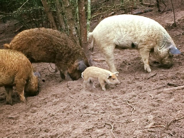 First & Second litters eating together.jpg