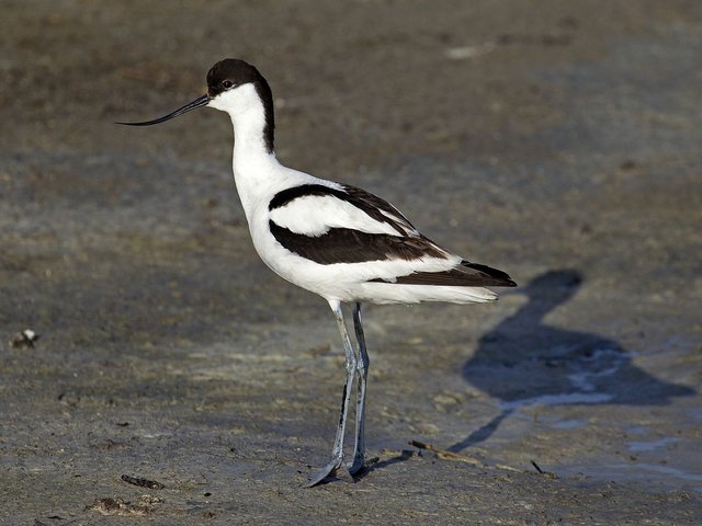 1200px-Pied_Avocet_Recurvirostra_avosetta.jpg