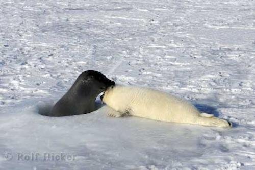 seal_withCubs_near_breathing_holes.jpg