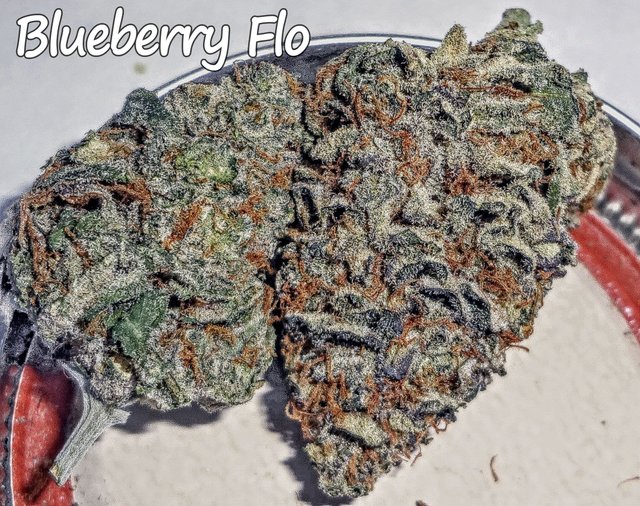 blueberryflo322.JPG