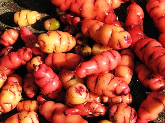 oca-papa-oca-sobre-2-tuberculos.jpg