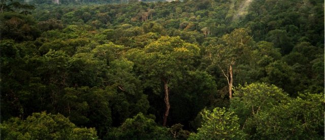 Amazon_Manaus_forest.jpg