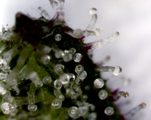 Trichomes_on_a_Cannabis_Sativa_Flower.jpg