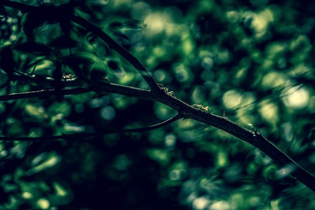 pexels-photo-92667.jpeg