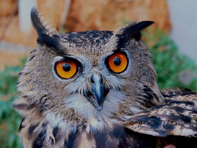 owl-14918_1280.jpg