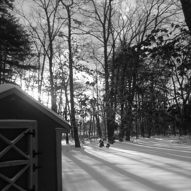 black and white snow and tree shadows by the water shed.png