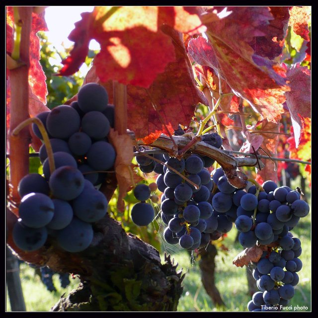 Red leaves of the Aglianicone Grapes.jpg