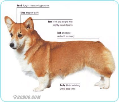 corgi anatomy offcl.jpg