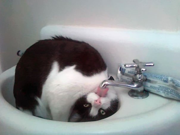 cat-loves-water-bath-17__605-1.jpg